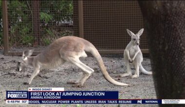 Meet Kangaroos, baby joeys at Disney's Animal Kingdom