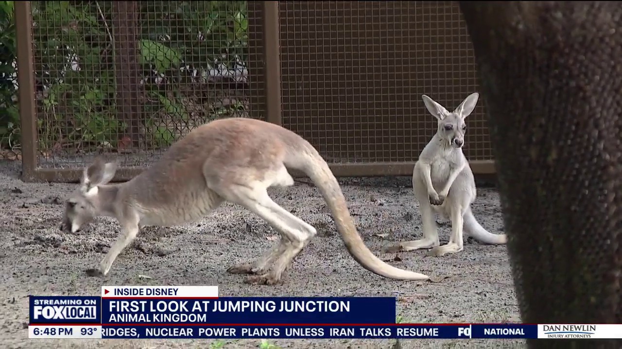 Meet Kangaroos, baby joeys at Disney's Animal Kingdom