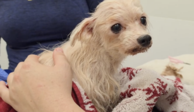 More animals rescued in hoarding case as owners search for missing pets