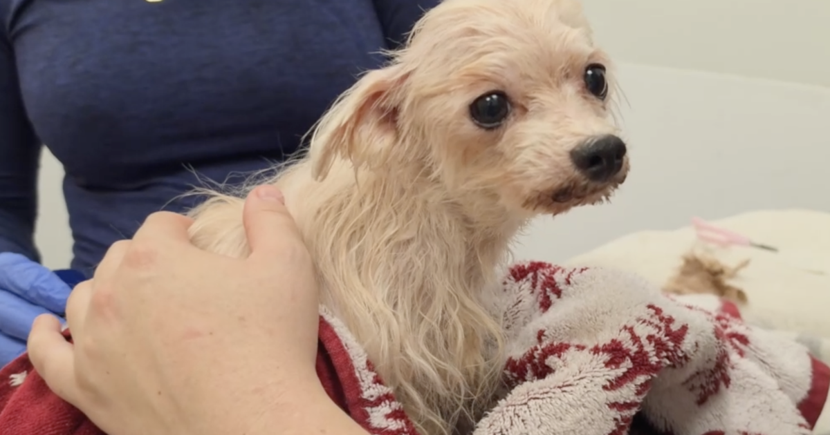 More animals rescued in hoarding case as owners search for missing pets
