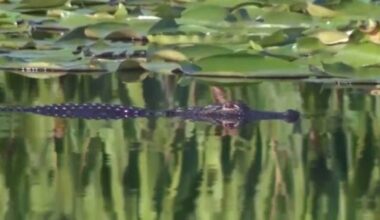 Alligator attack in Florida costs 11-year-old boy his hand
