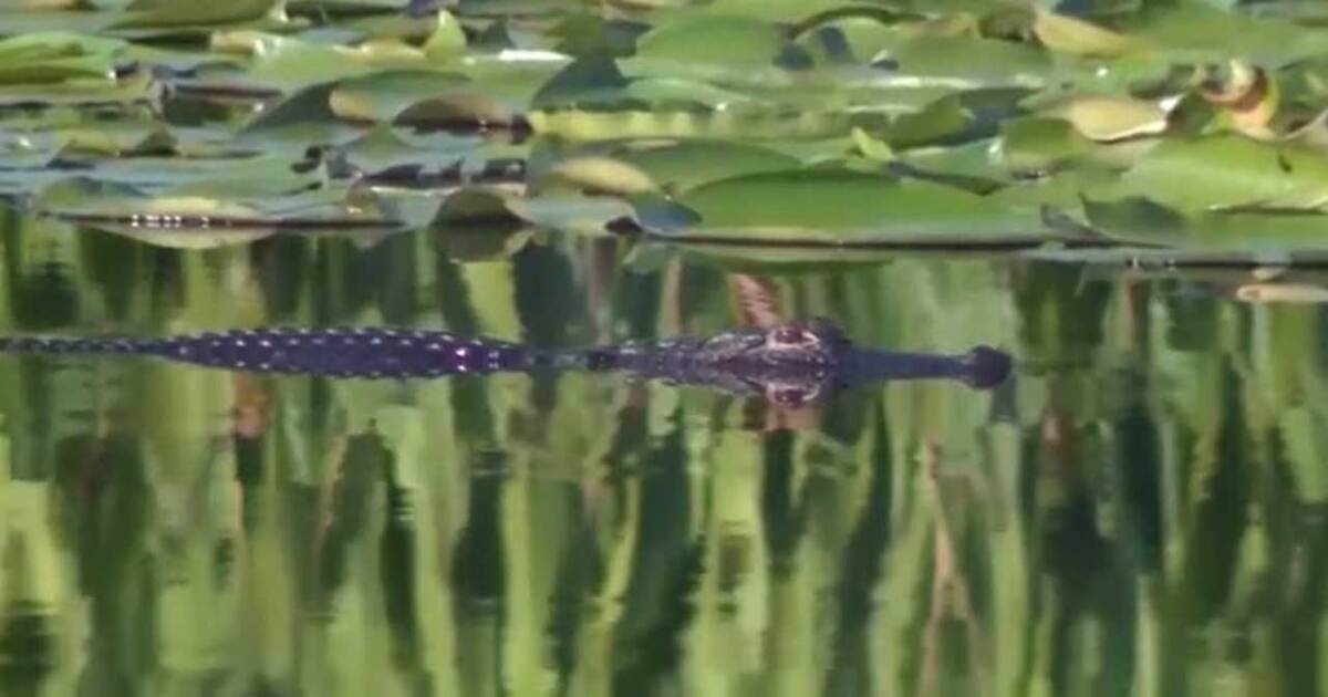 Alligator attack in Florida costs 11-year-old boy his hand