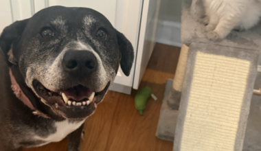 Owner offers $5k reward after beloved family dog found dead on Tallahassee porch
