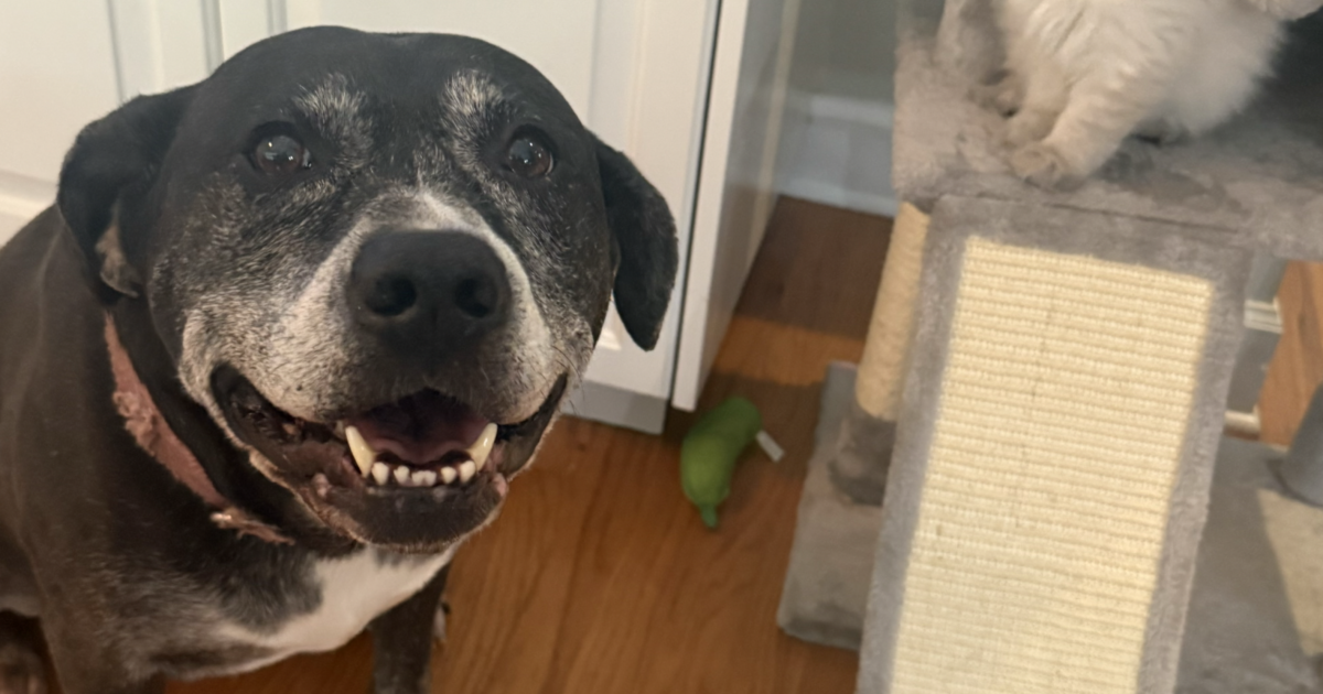 Owner offers $5k reward after beloved family dog found dead on Tallahassee porch