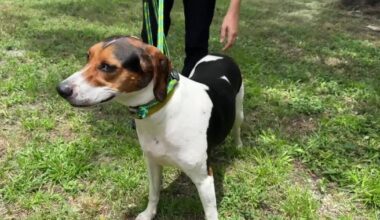 This animal shelter needs community to foster, adopt pets during renovation