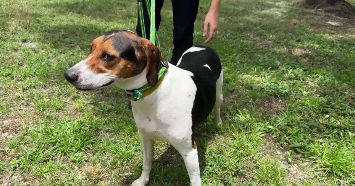 This animal shelter needs community to foster, adopt pets during renovation