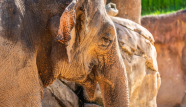 Asian elephant 'Carina' at Busch Gardens in Tampa has died