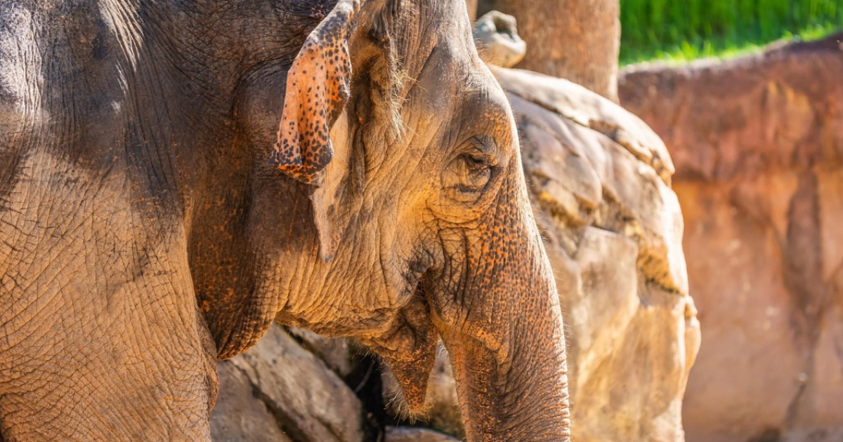 Asian elephant 'Carina' at Busch Gardens in Tampa has died