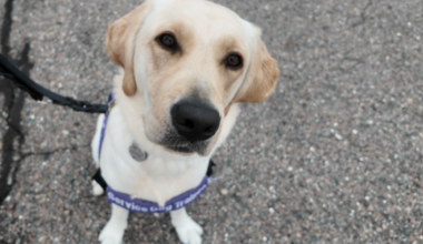 Dogs Inc. brings puppies in training to Tampa airport for socialization outing