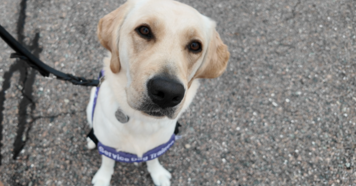 Dogs Inc. brings puppies in training to Tampa airport for socialization outing