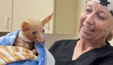 Martin County hoarding case: 108 animals rescued, more than a dozen find homes