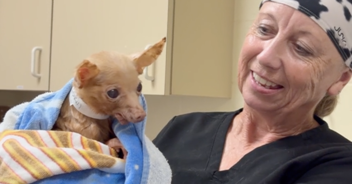 Martin County hoarding case: 108 animals rescued, more than a dozen find homes