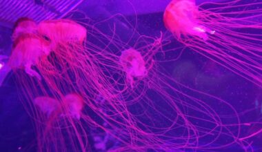 The Jellyfish Museum: Where ancient creatures reveal modern miracles