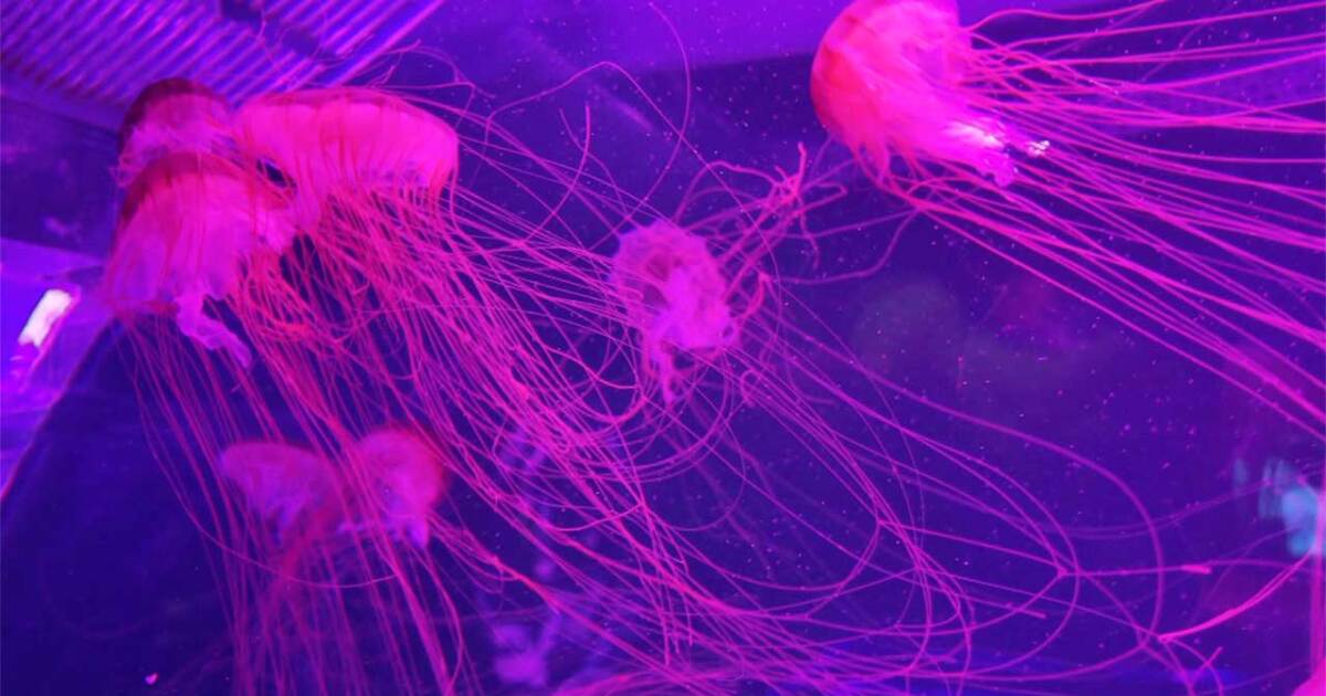 The Jellyfish Museum: Where ancient creatures reveal modern miracles