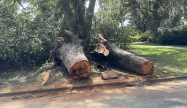 Neighbors recount deadly tree fall that killed two in Northeast Tallahassee