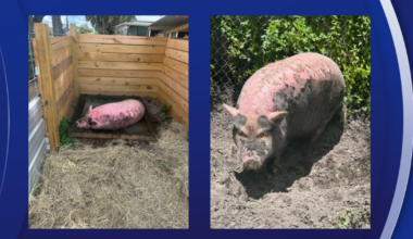 'No good deed goes unpunished': Judge clears SPCA in Waddles the pig case