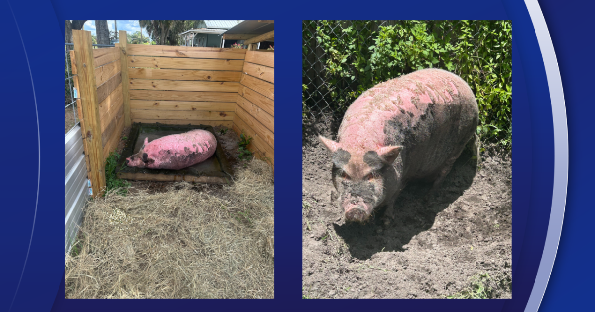 'No good deed goes unpunished': Judge clears SPCA in Waddles the pig case