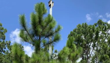 Zoo Miami's bonneted bat houses make up the planet's largest colony