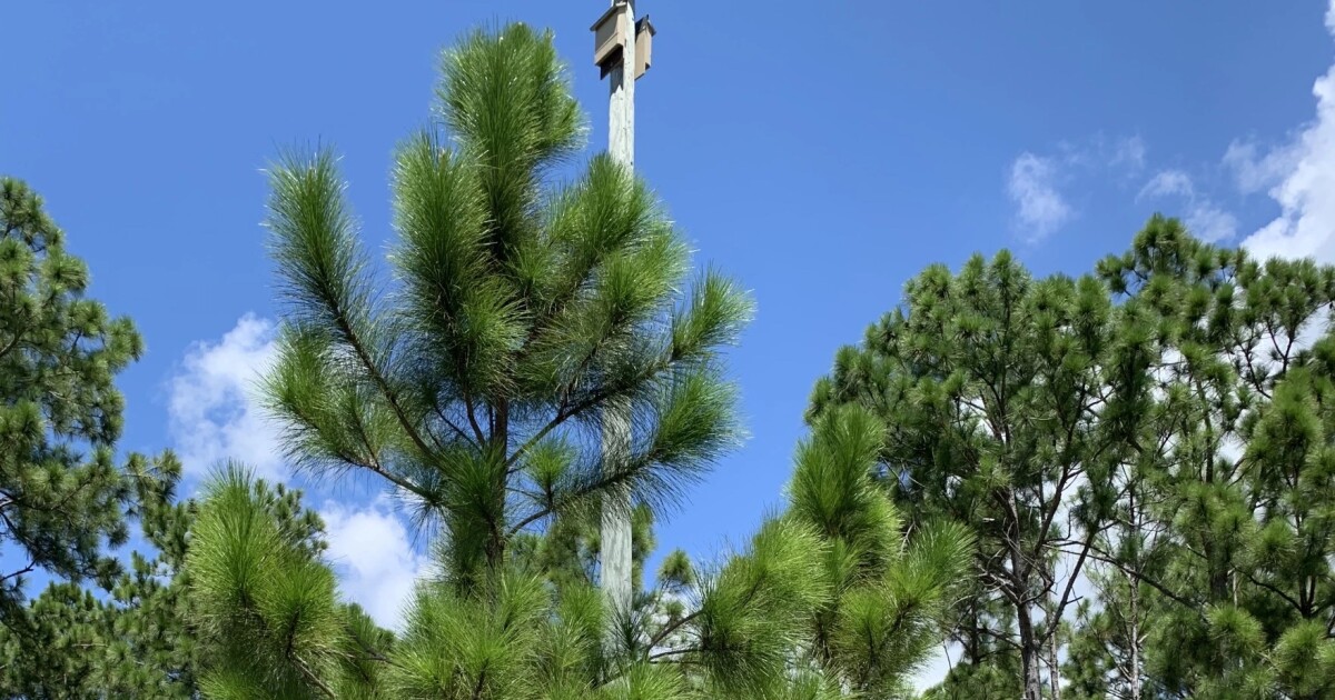 Zoo Miami's bonneted bat houses make up the planet's largest colony