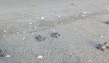 Loggerheads set to break single-season record for sea turtle nests on Sanibel and Captiva islands | WGCU News