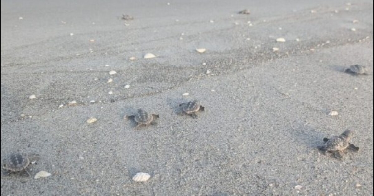 Loggerheads set to break single-season record for sea turtle nests on Sanibel and Captiva islands | WGCU News