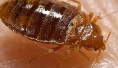Tampa goes back into the top 50 in ‘Bed Bug Cities List’