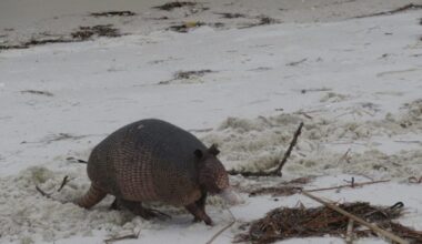 Armadillos likely behind Florida’s increasing leprosy cases, but doctors say don't worry