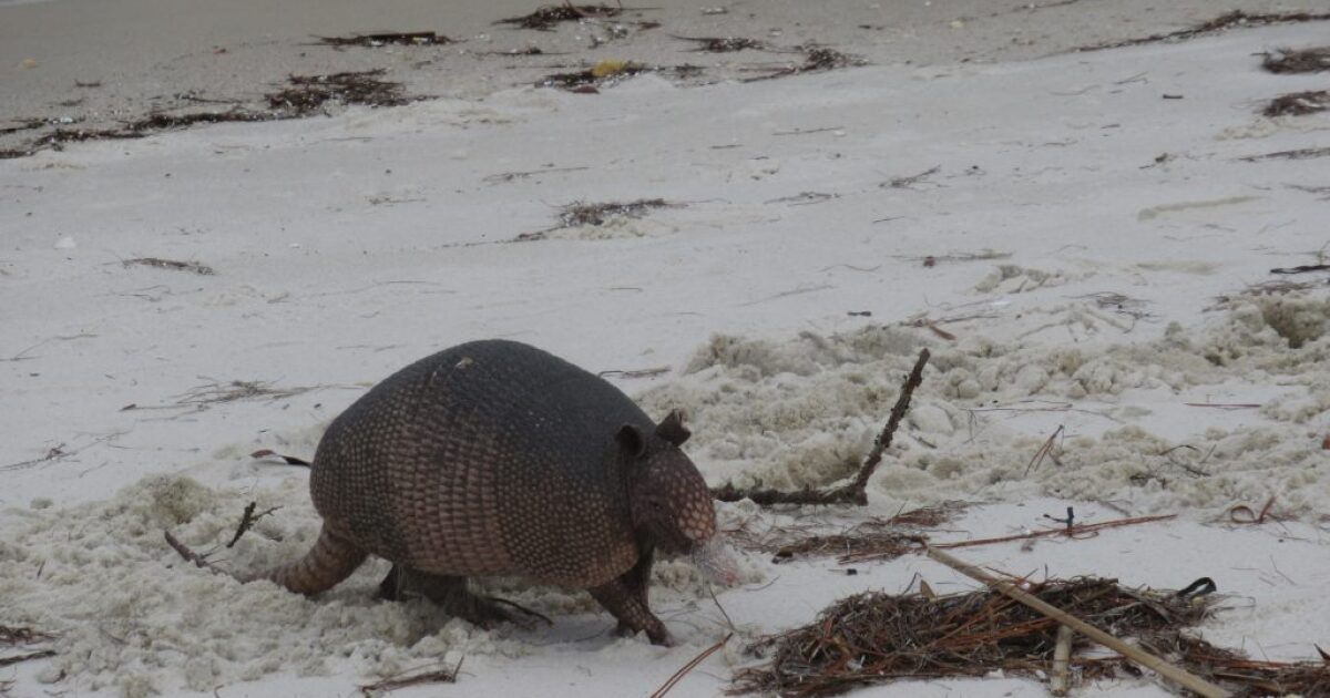 Armadillos likely behind Florida’s increasing leprosy cases, but doctors say don't worry