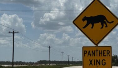 Third Florida panther killed in little less than three weeks; Big cat likely hit by vehicle on Corkscrew Road in Lee County | WGCU News