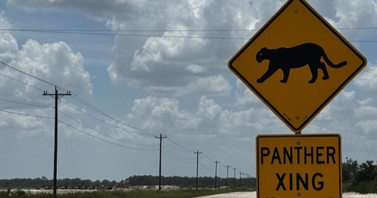 Third Florida panther killed in little less than three weeks; Big cat likely hit by vehicle on Corkscrew Road in Lee County | WGCU News