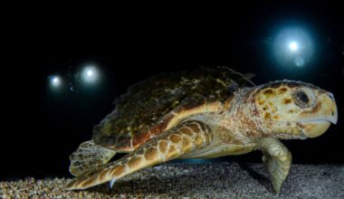 New federal rule could ramp up risks for sea turtles in Florida