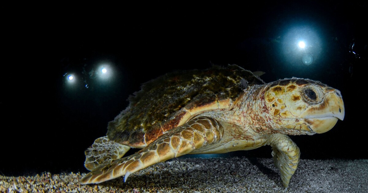 New federal rule could ramp up risks for sea turtles in Florida