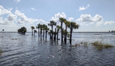 A majority of Florida waterways are polluted. But environmental enforcement is lacking