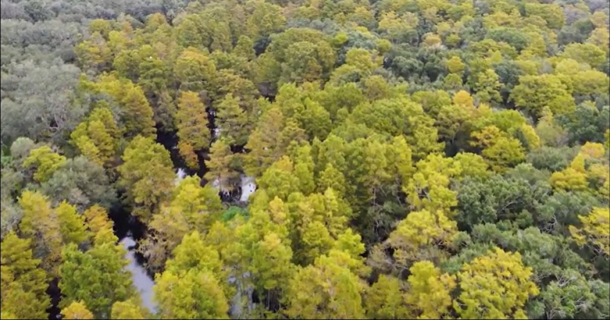 Florida Rural and Family Lands Program keeps sprawl out of Peace River Valley | WGCU News