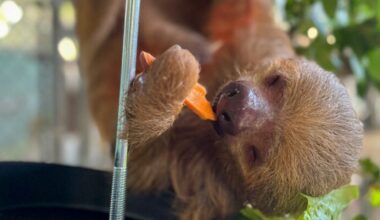 Eight sloths are making progress at Central Florida Zoo