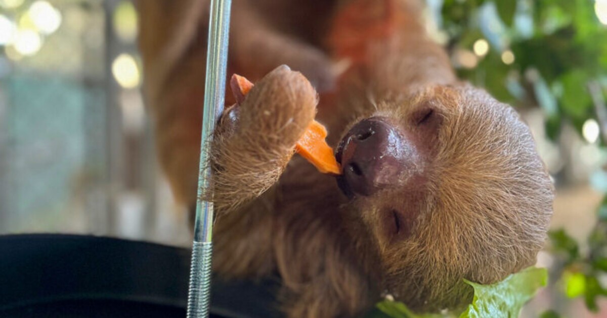 Eight sloths are making progress at Central Florida Zoo