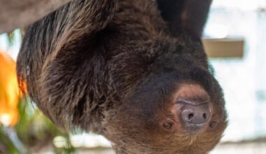 Florida regulators stood by as dozens of sloths died, new records reveal