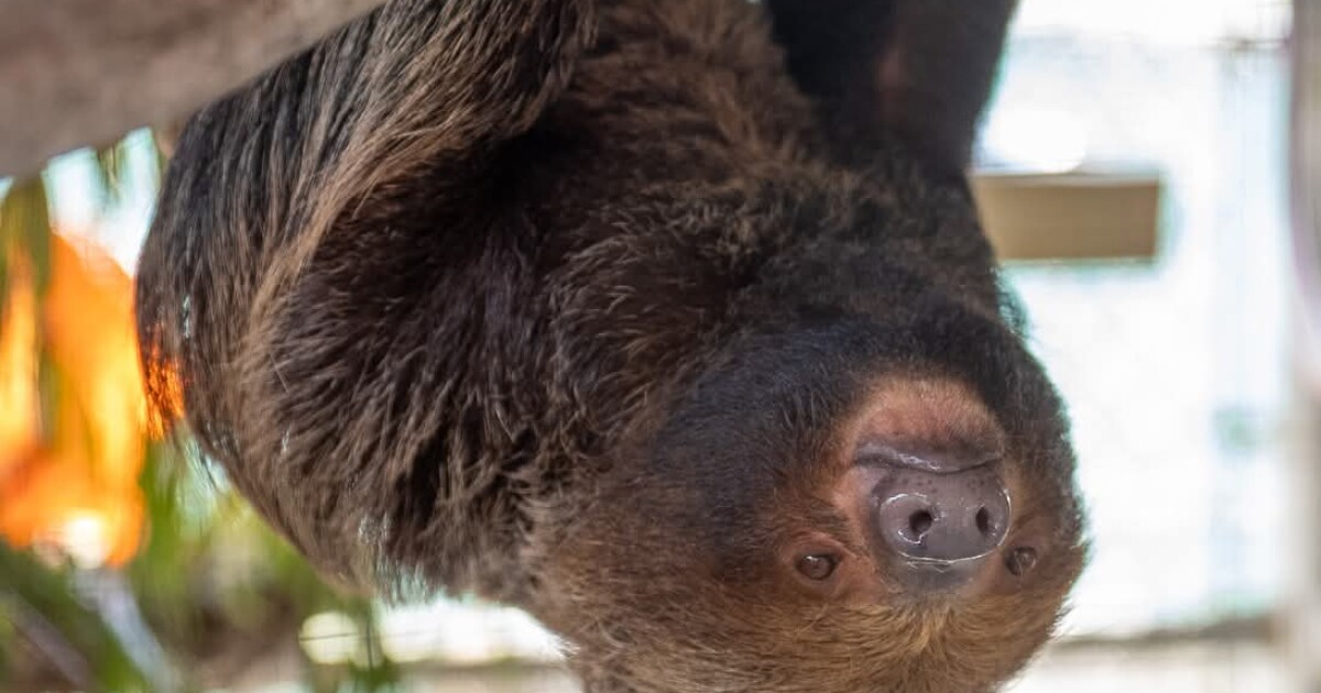 Florida regulators stood by as dozens of sloths died, new records reveal