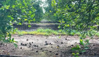 Florida citrus production edges higher despite weather extremes