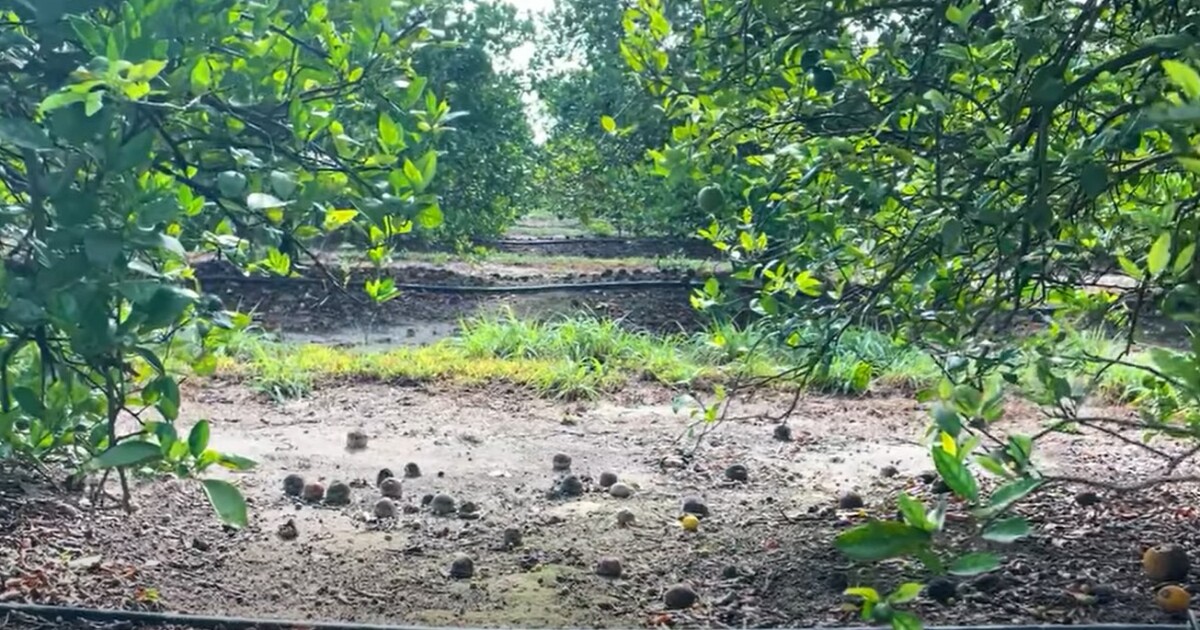 Florida citrus production edges higher despite weather extremes