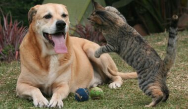 Dog adoption fees are lowered; cat fees are waived | WGCU News