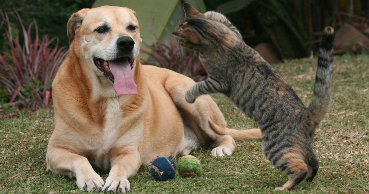 Dog adoption fees are lowered; cat fees are waived | WGCU News