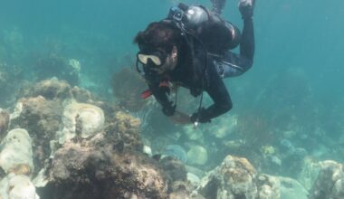 South Florida coral are in hot water again. Their caretakers have a plan