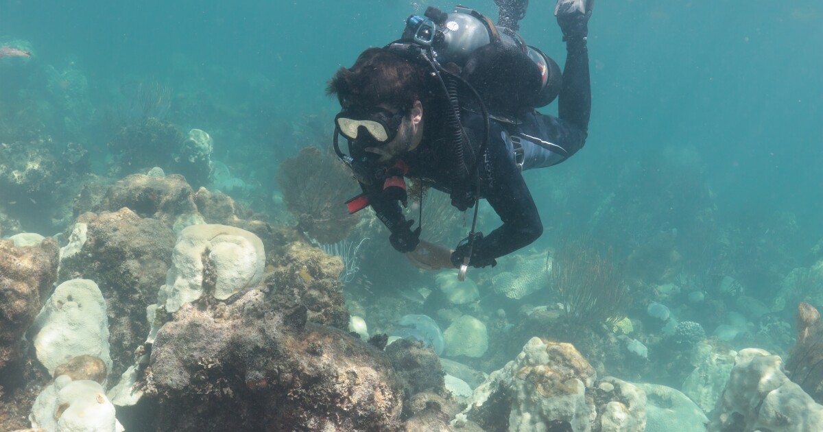 South Florida coral are in hot water again. Their caretakers have a plan