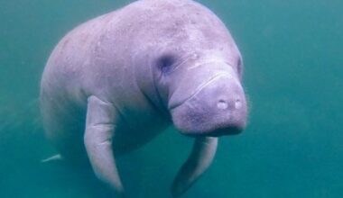 Florida wildlife under threat from Trump administration rule | WGCU News