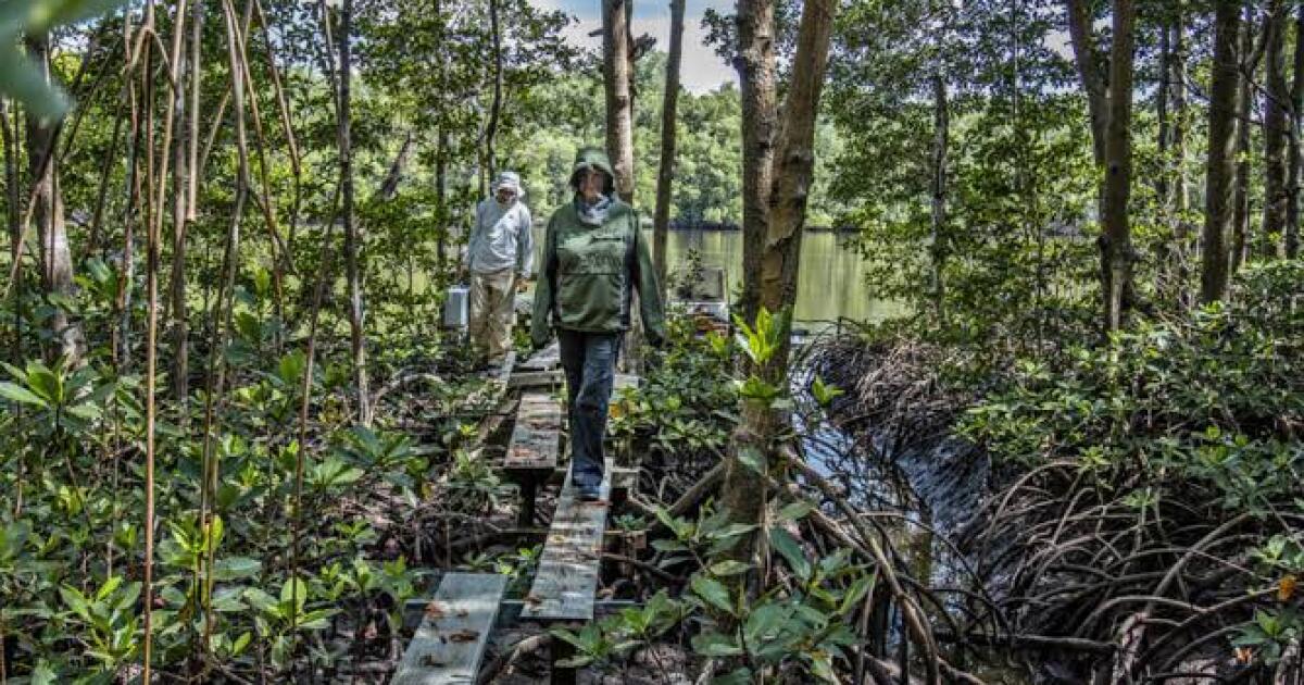 Florida takes over critical Everglades plumbing project to accelerate work