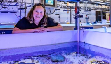 Disease-resistant coral found that could help restore Florida's reef