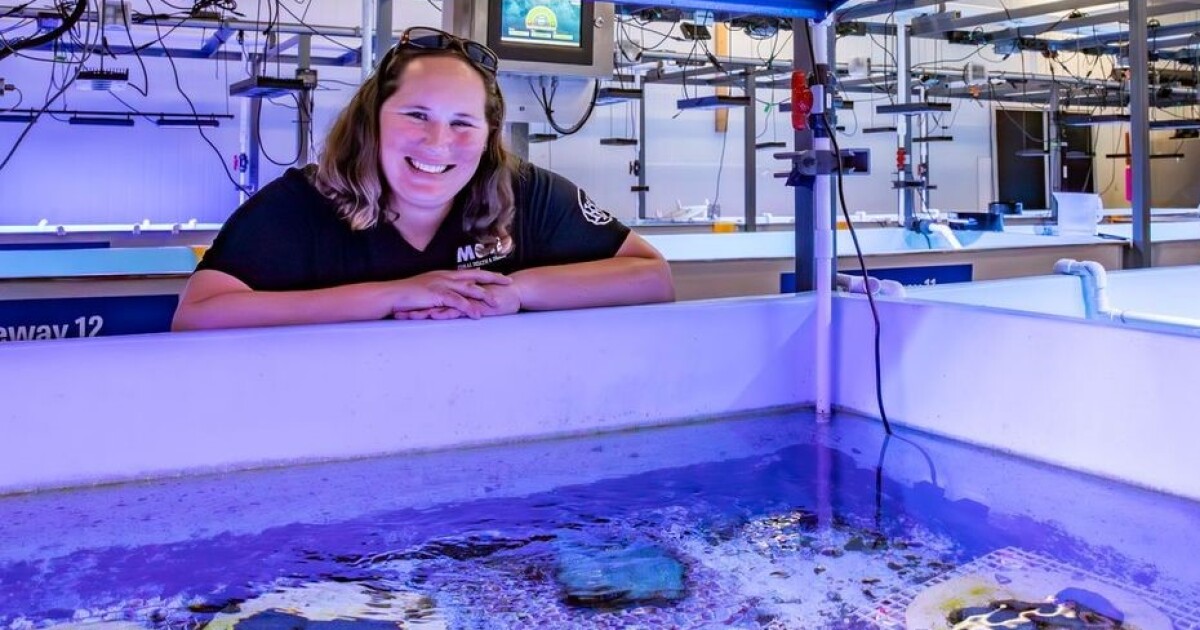 Disease-resistant coral found that could help restore Florida's reef