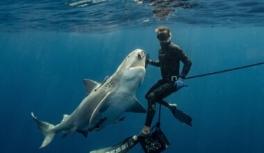 A shark-feeding ban exposes a deeper fight over Florida’s changing seas
