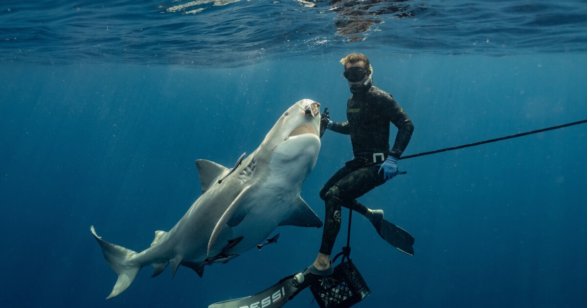 A shark-feeding ban exposes a deeper fight over Florida’s changing seas